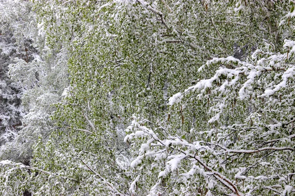 Regresso do Inverno, queda de neve. As grandes folhas verdes de vidoeiros covere — Fotografia de Stock