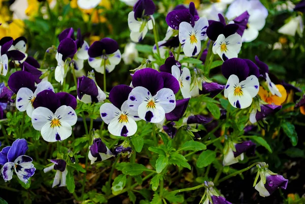 Branch of colorful pansy flowers on summer background — Stock Photo, Image