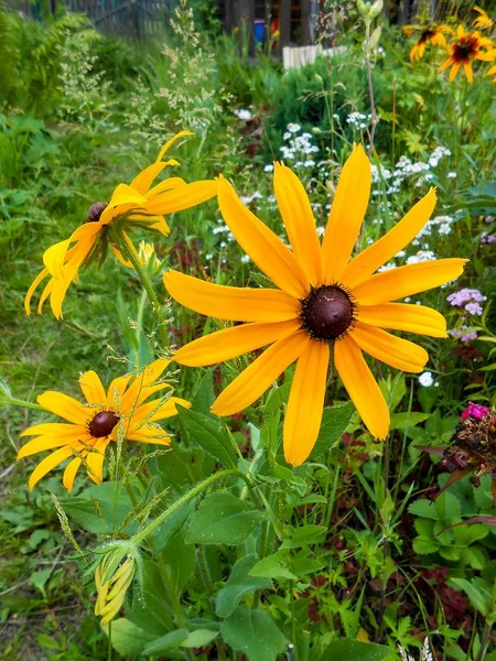 Delicati fiori gialli e petali in giardino — Foto Stock
