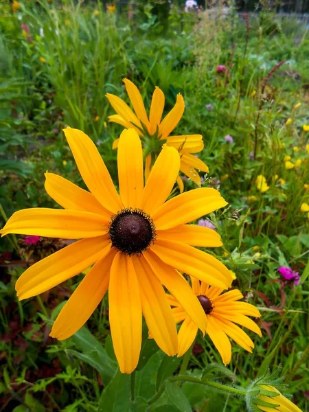 Delicadas flores amarelas e pétalas no jardim — Fotografia de Stock