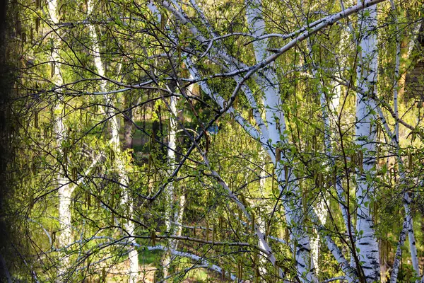 Tall slender white birch trunks with fresh leaves — Stock Photo, Image