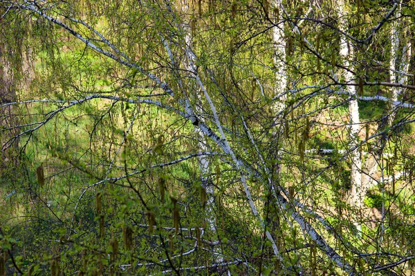 Hohe schlanke weiße Birkenstämme mit frischen Blättern — Stockfoto