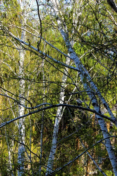 Lång smal vit björkstammar med färska blad — Stockfoto