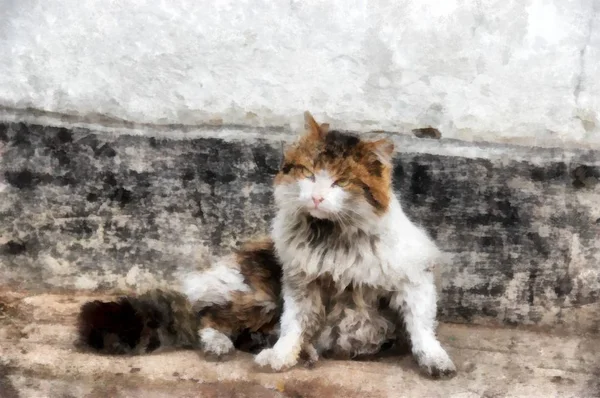 Grave siberiano duro rural gato examina el territorio de domin — Foto de Stock