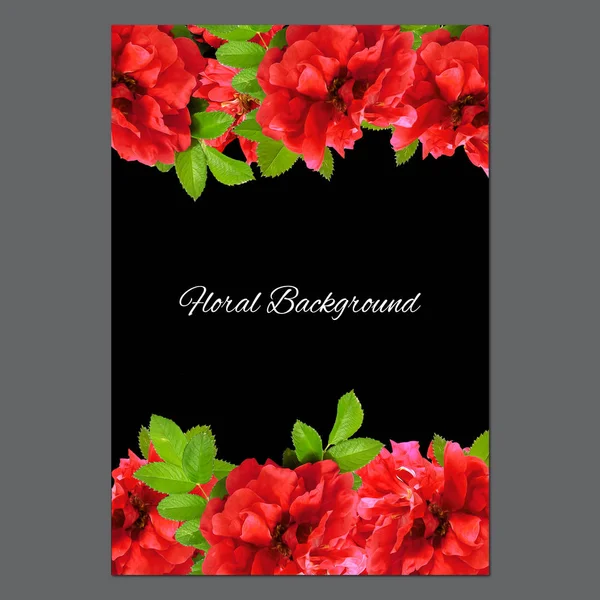 Background  made of fresh terry rosehips  flowers  and place for — Stock Photo, Image