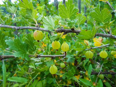 Dal sarı Bektaşi üzümü