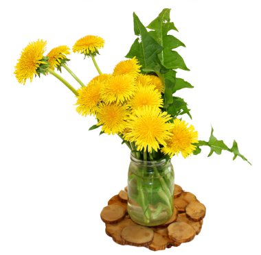 Taze dandelions sarı şapka bir ardıç üzerinde bir kavanoza bir buket 