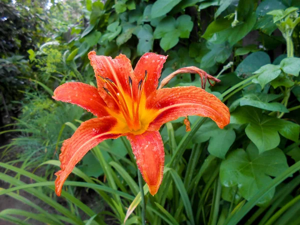 Svěží barevné lily květiny v zahradě. — Stock fotografie