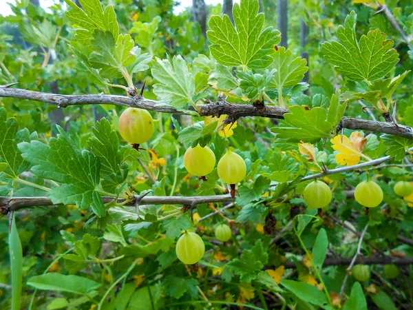 Dal sarı Bektaşi üzümü
