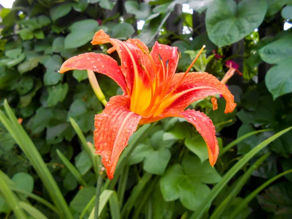 Fleurs de lys fraîches et colorées dans le jardin . — Photo