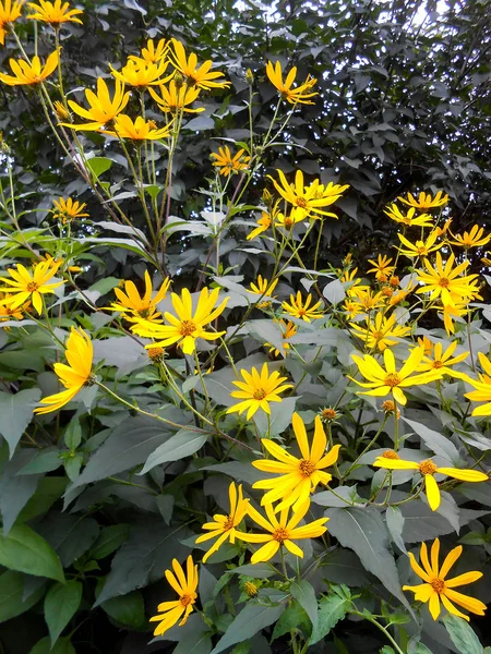 Delicadas flores amarelas e pétalas no jardim — Fotografia de Stock