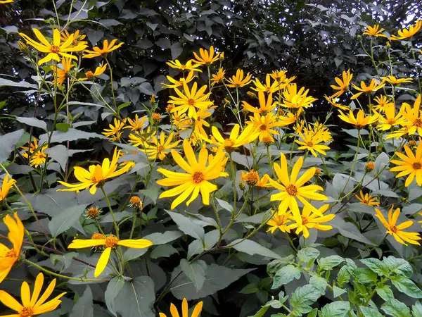 Delicadas flores amarelas e pétalas no jardim — Fotografia de Stock