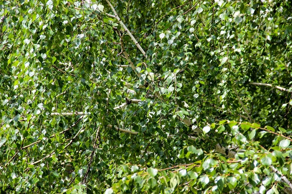Troncos de abedul blanco delgado alto con hojas frescas —  Fotos de Stock