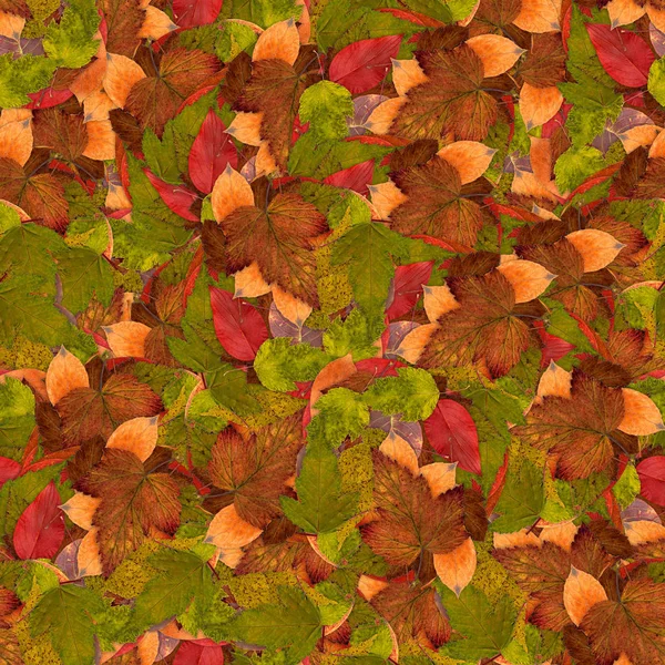 Fondo sin costuras con hojas multicolores brillantes de frambuesa — Foto de Stock