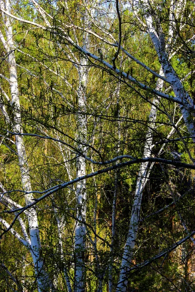 Calções de bétula brancos finos altos com folhas frescas — Fotografia de Stock