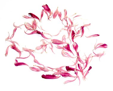 Masanın üzerine dağılmış pembe zavallı yaprakları