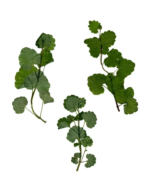 Різнокольоровий різновид сухого зеленого листя ізольований — стокове фото