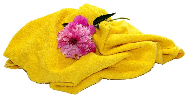 Peonia rosa e asciugamano giallo isolato si trovano un sacco su bianco — Foto Stock
