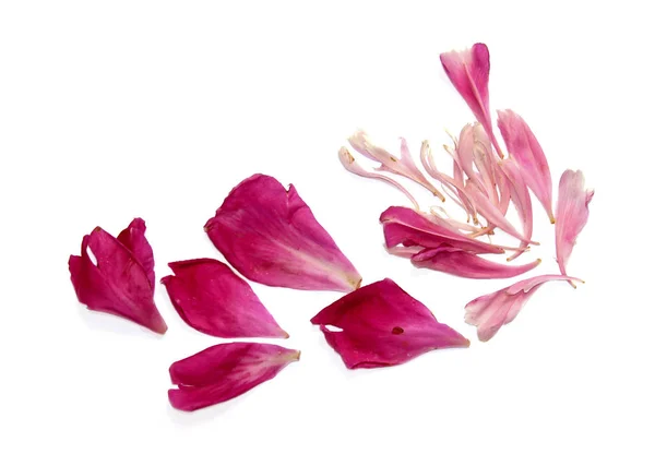Pétalas de peão rosa espalhadas na mesa — Fotografia de Stock