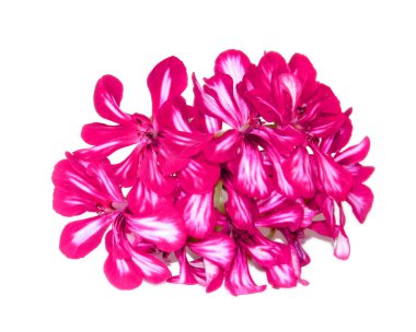 Terry kırmızı dekoratif Sardunya perspektif, taze narin çiçek