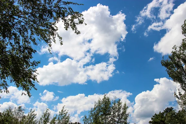 Tło z chmury w ramach brzoza i błękitne niebo — Zdjęcie stockowe