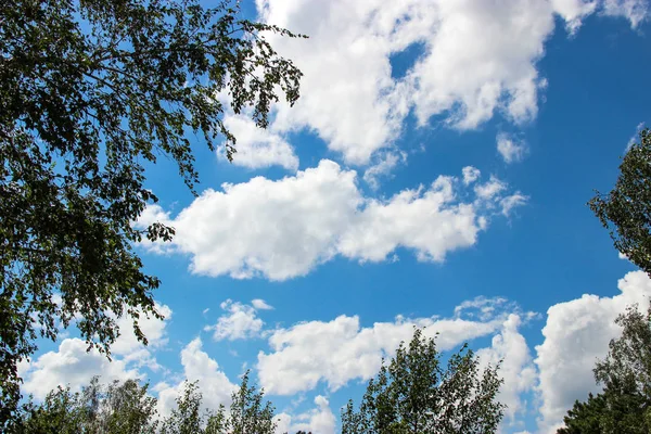 Background of the blue sky and some clouds in the frame of birch — Stock Photo, Image