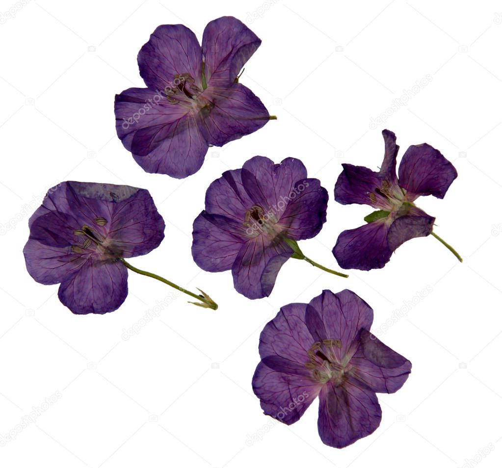 Herbarium of purple dried and pressed violet  flowers isolated