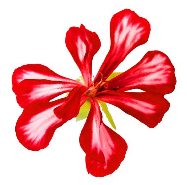 Sardunya şeritli çiçekler taze, fotoğraf manipülasyon