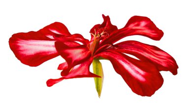 Sardunya şeritli çiçekler taze, fotoğraf manipülasyon