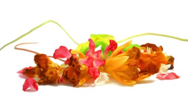 Petrol beraberlik boya kuru narin çiçekler, yapraklar ve yaprakları, izole