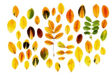 yağlı boya kuru sonbahar yaprak rowanberry parlak renkleri, izole Tortum