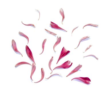 Petrol beraberlik perspektif Şakayık yaprakları üzerinde beyaz izole