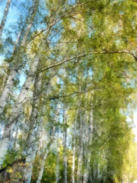 Tall slender white birch forest.  Russian spring landscape water — Stock Photo, Image
