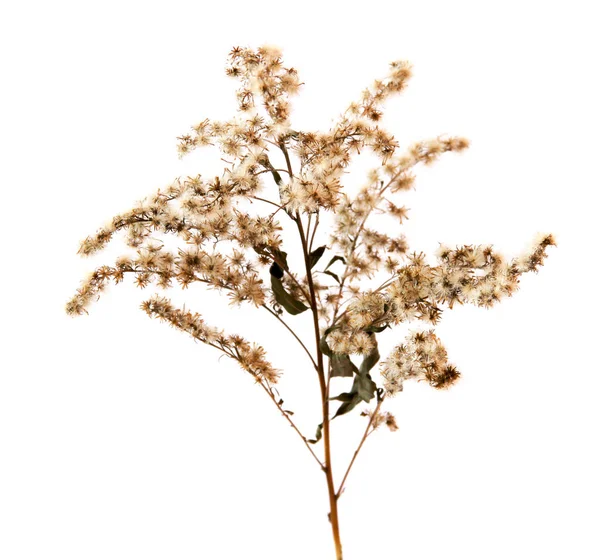 izole kurutulmuş tüy çim bitkileri