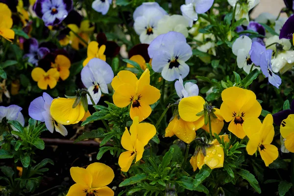 Brunch de fleurs pansées colorées sur fond d'été — Photo