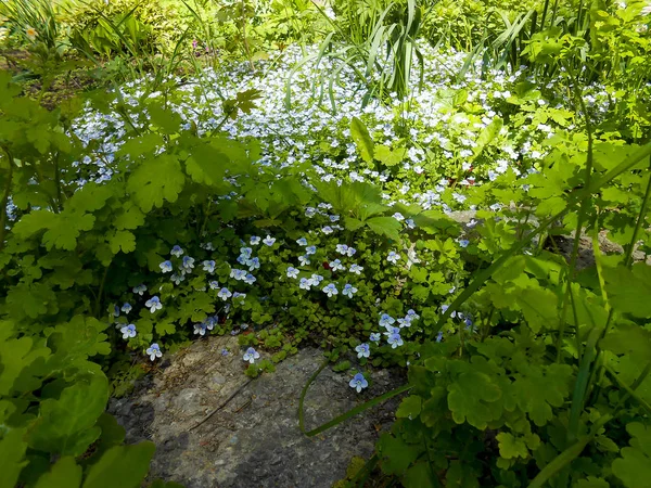 Esqueça-me-nots Flor azul jardim fresco — Fotografia de Stock