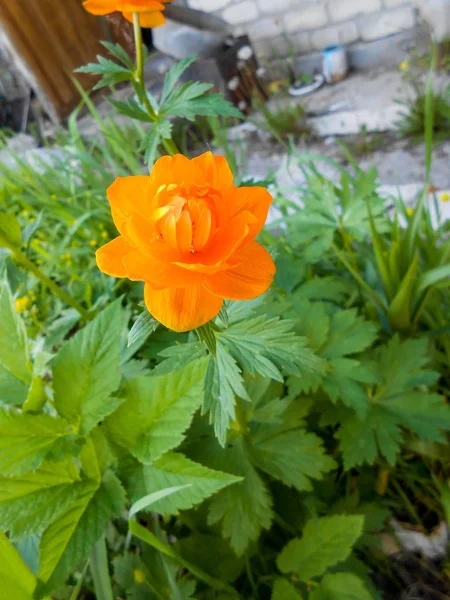 球状の黄色またはオレンジ色の花と大きな世界-花植物, — ストック写真