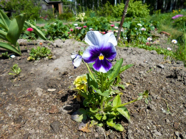 Jardin frais Pansy et fleurs de marguerite — Photo