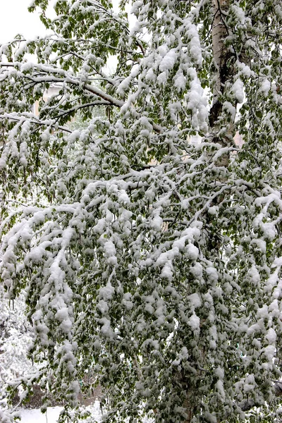 Rückkehr des Winters, Schneefall. grüne große Blätter von Birken bedecken — Stockfoto