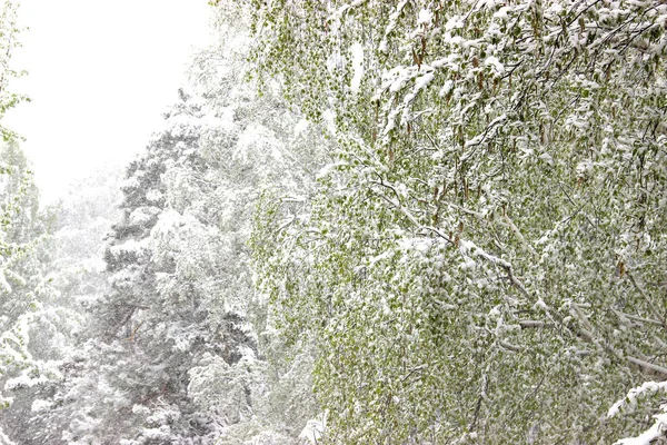 Regresso do Inverno, queda de neve. As grandes folhas verdes de vidoeiros covere — Fotografia de Stock