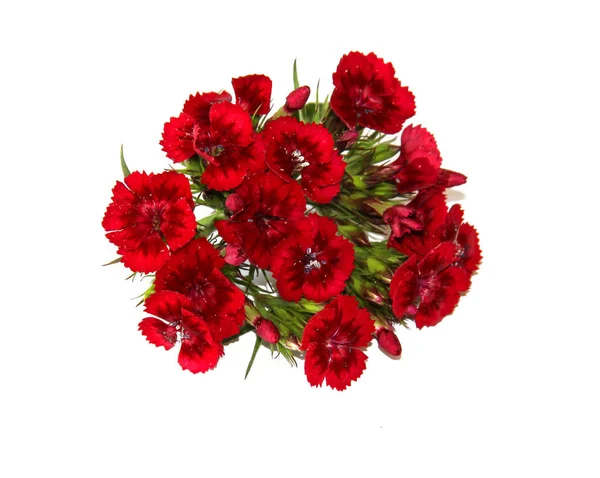 sevimli küçük renkli karanfil çiçek