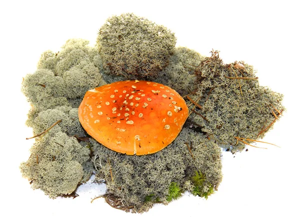 Paddestoel paddestoelen in verse grijze mos geïsoleerd op wit — Stockfoto