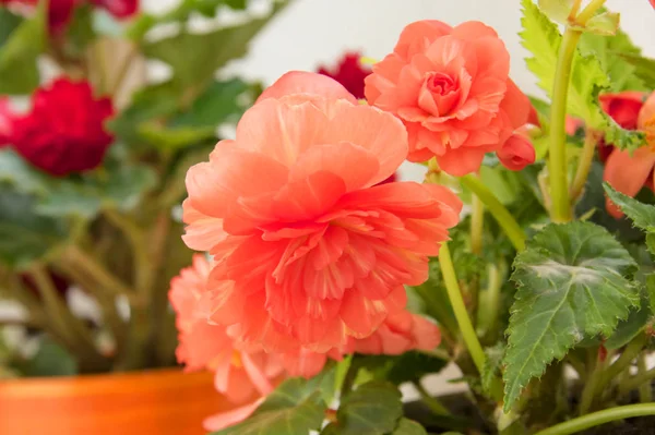 Concurso fresco vermelho begonia terry flores e pétalas arbusto em um tu — Fotografia de Stock