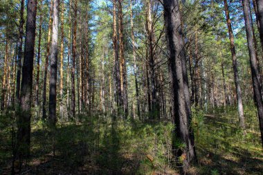 pinery orman manzara, çam iğneleri zemin dikizlemek üzerinde aracılığıyla