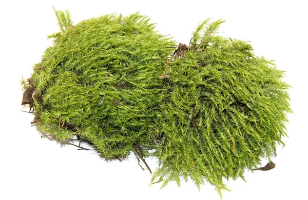 Свіжий соковитий зелений мох ізольований на білому — стокове фото