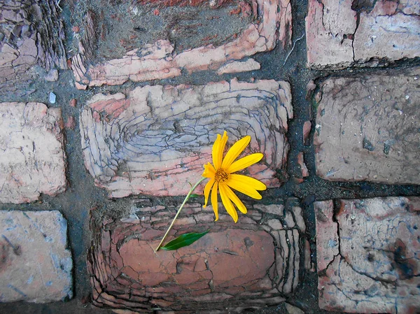 Sunflower on brick walkway — Stock Photo, Image
