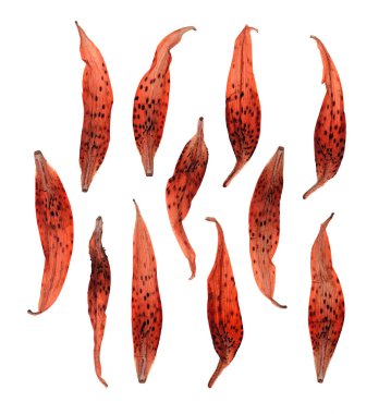 tiger lily için sulak kurutulmuş püsküllü yaprakları kümesi. Turuncu f