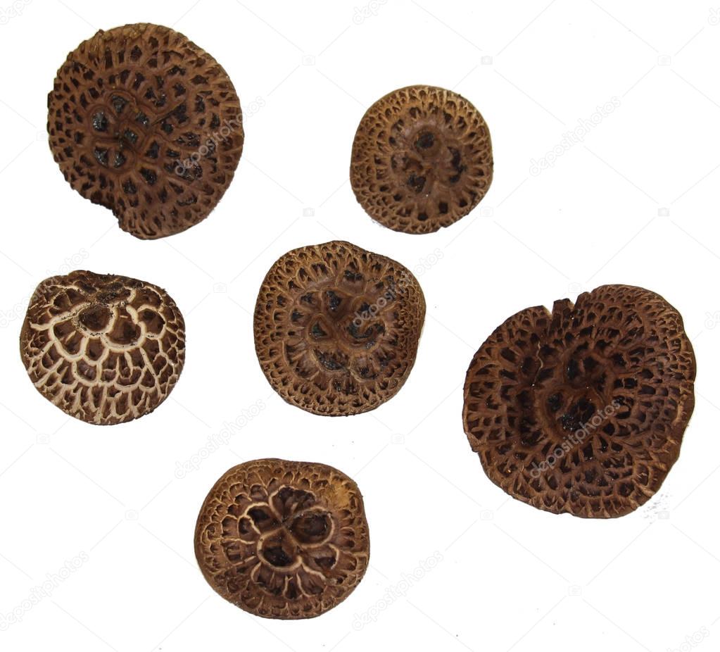 Brown toadstool mushroom isolated on white background