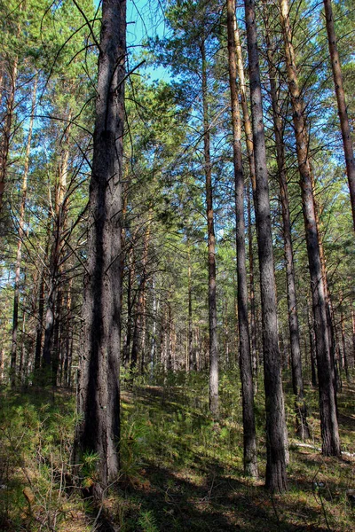 Pinery paesaggio forestale, attraverso aghi di pino a terra peep — Foto Stock