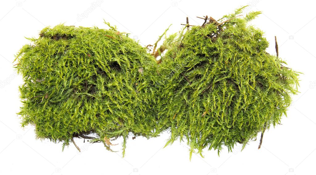 fresh juicy green moss isolated on white